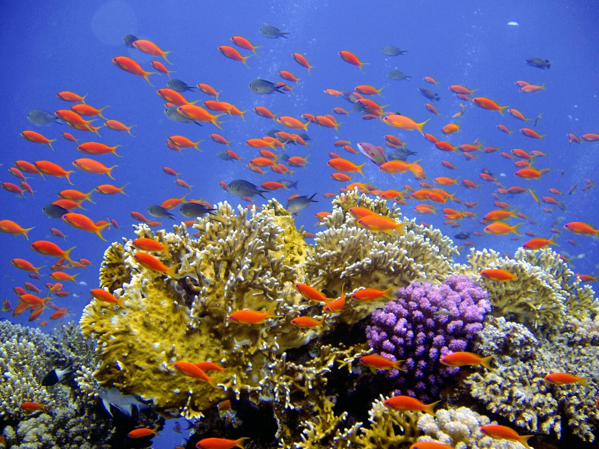 Belize Barrier Reef